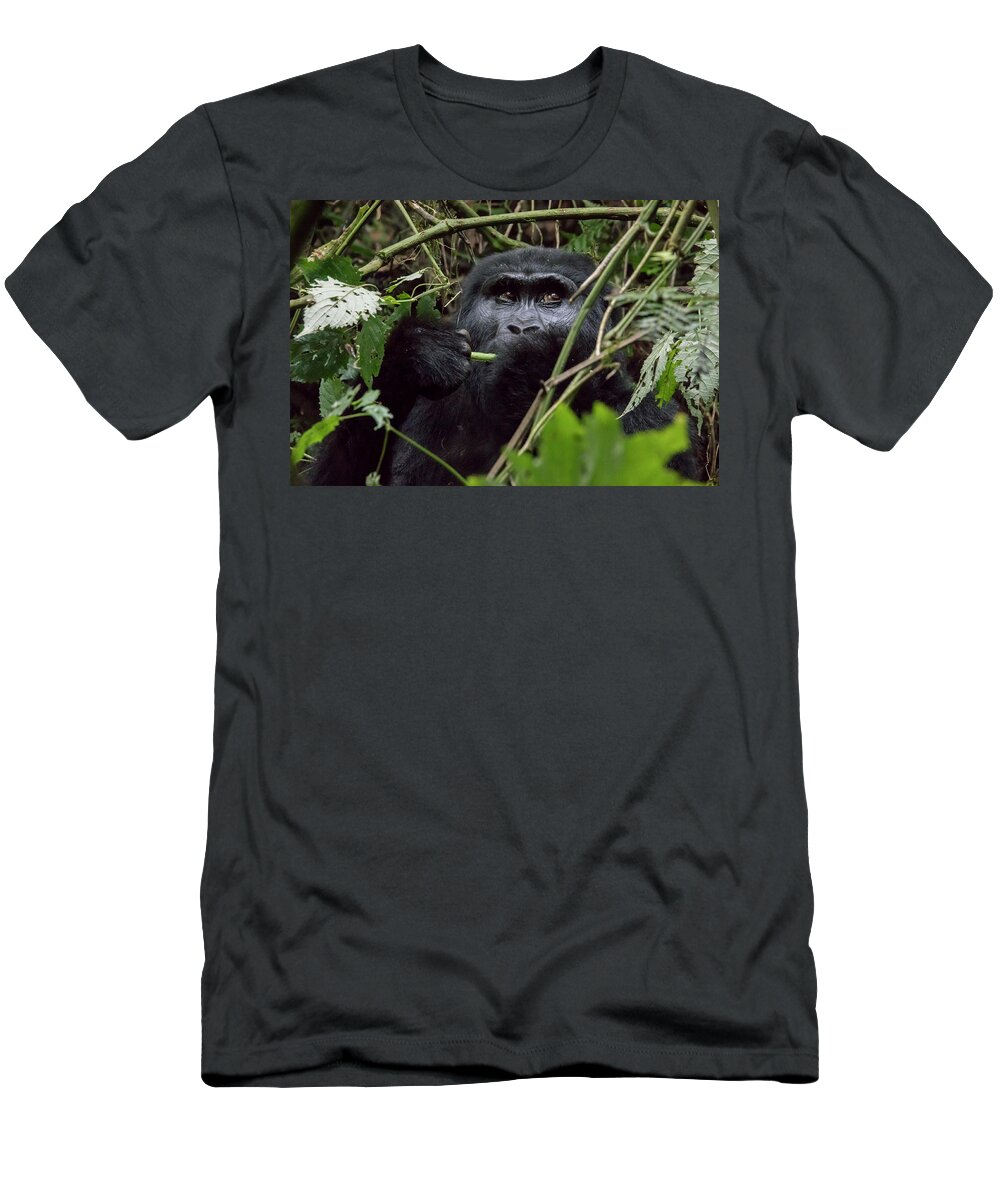 Africa T-Shirt featuring the photograph Female mountain gorilla eating, Bwindi Impenetrable Forest Natio by Karen Foley