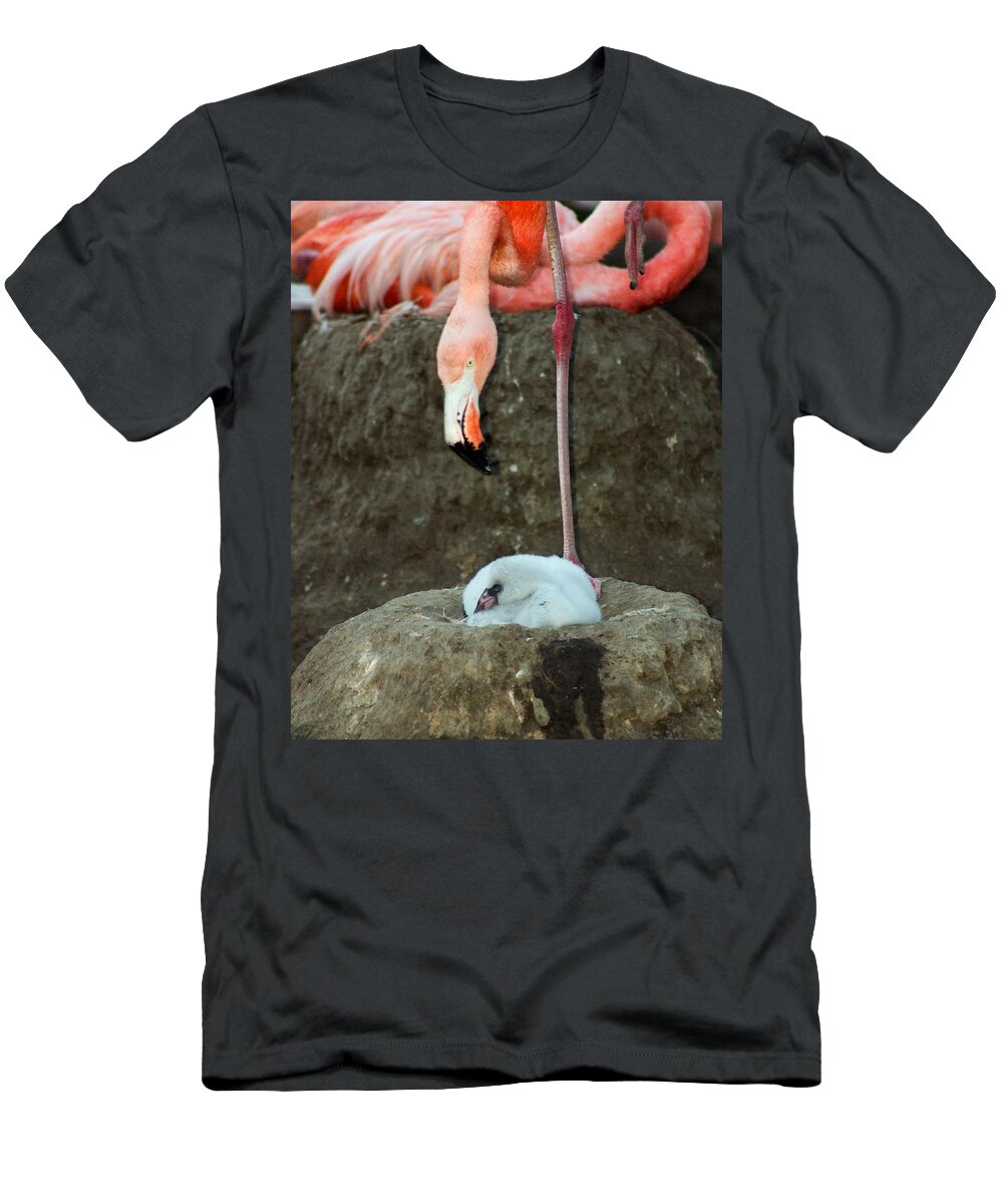 Pink Flamingo T-Shirt featuring the photograph Flamingo and Chick by Anthony Jones