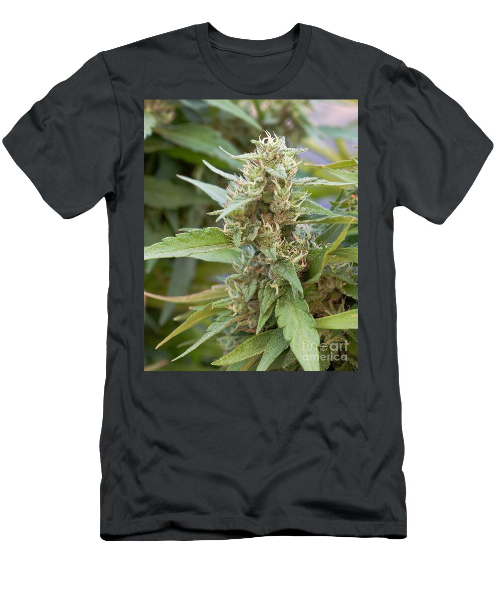 Cannabis Sativa T-Shirt featuring the photograph Flowering Harlequin Marijuana Plant by Inga Spence