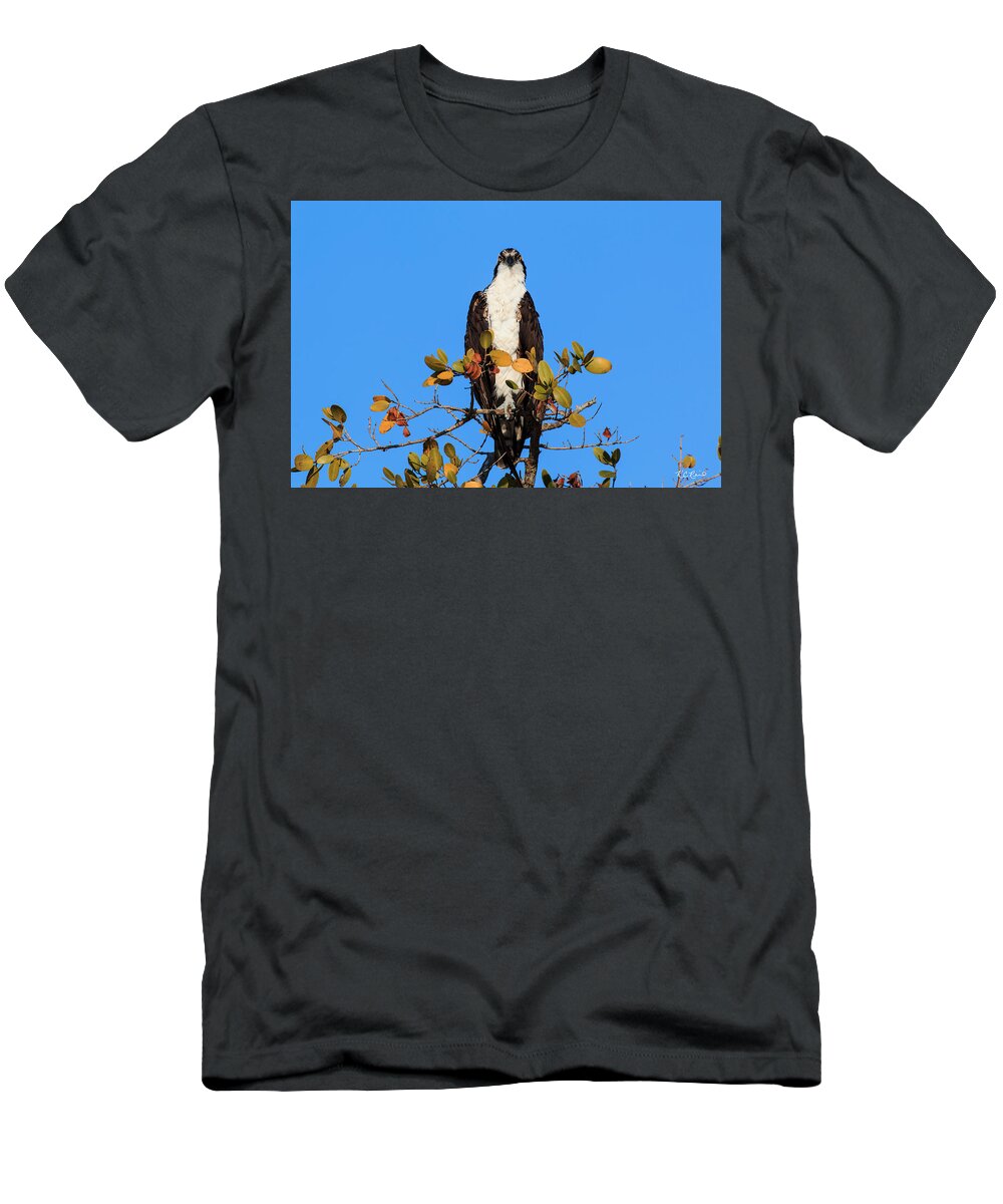 Florida T-Shirt featuring the photograph Fort Myers Beach Bird Tour - Osprey with Eyes on You by Ronald Reid