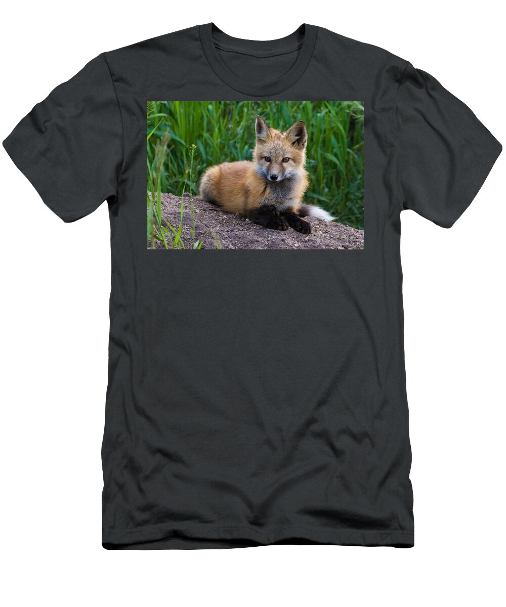 Red Fox T-Shirt featuring the photograph Fox Kit at Dusk #1 by Mindy Musick King