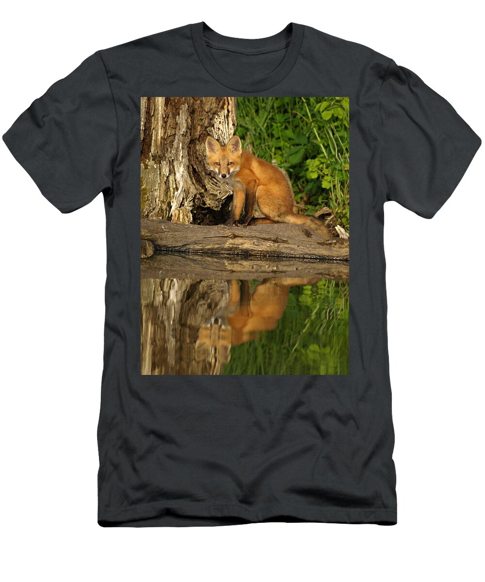 Petersonnaturephoto Nature Red Fox Foxes Kit Kits Puppy Puppies Pup Pups Baby Animals Animal Babies Minnesota Mn Summer Adorable Cute Cutie Cuties Wildlife Dog Dogs Canine Canines Wild Foxy Fur Hunting Hunters Trapping Trappers Gift Gifts Orange Predator Predators Portrait Carnivore Furry Close-up Beauty Beautiful Creature Creatures Furbearer Young Mammal Mammals Natural Hunter Little Habitat Digital Rural Vertical Environment Juvenile Reflection Reflections Kayaking Kayak Lake Hanson Lakes T-Shirt featuring the photograph Fox Reflection by James Peterson