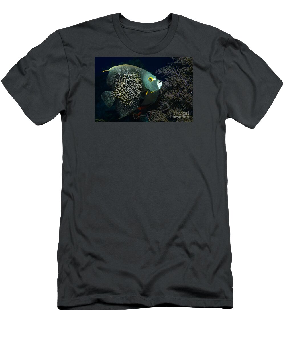 French Angelfish T-Shirt featuring the photograph French Angel by Aaron Whittemore