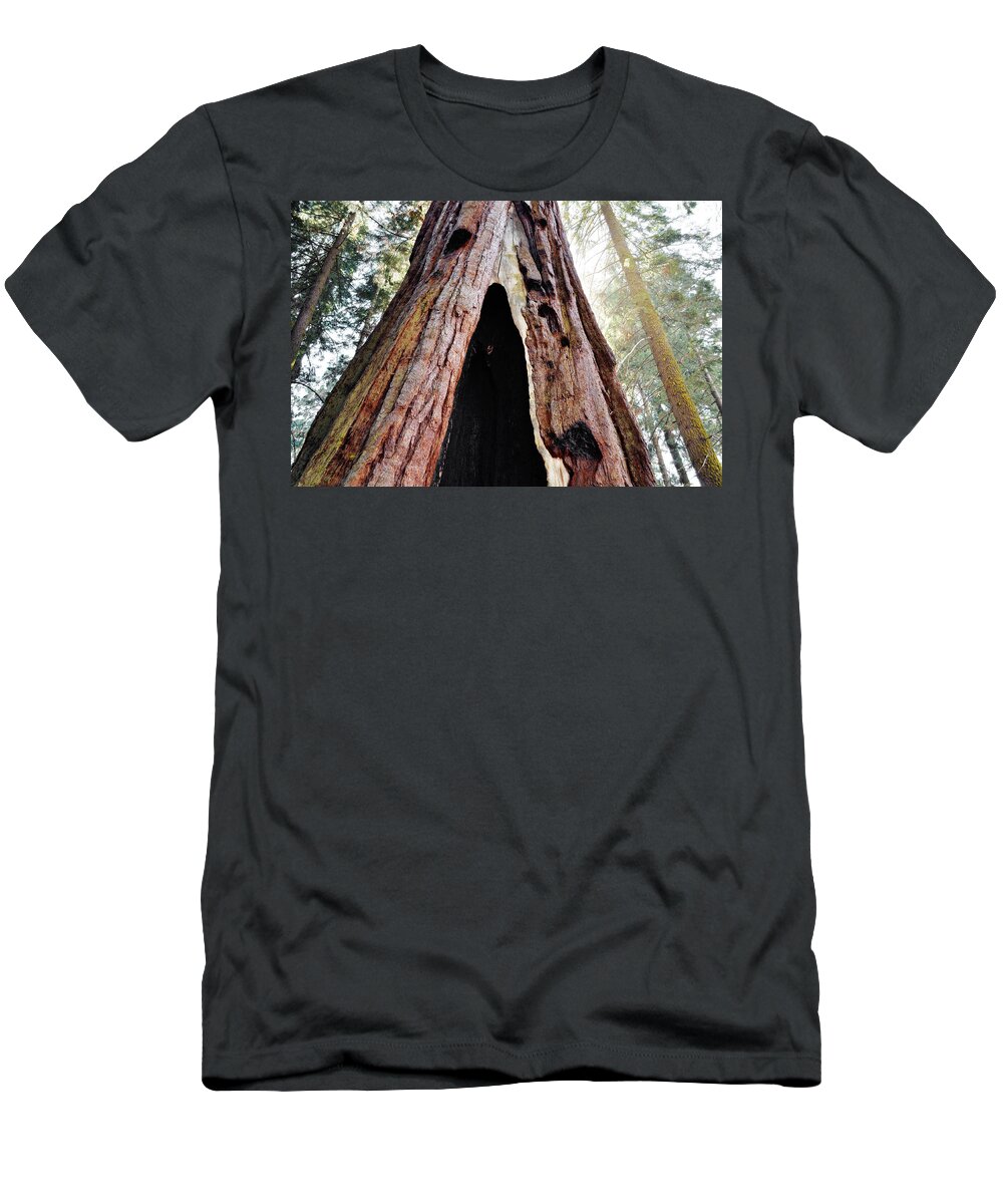 Sequoia National Park T-Shirt featuring the photograph Giant Forest Giant Sequoia by Kyle Hanson