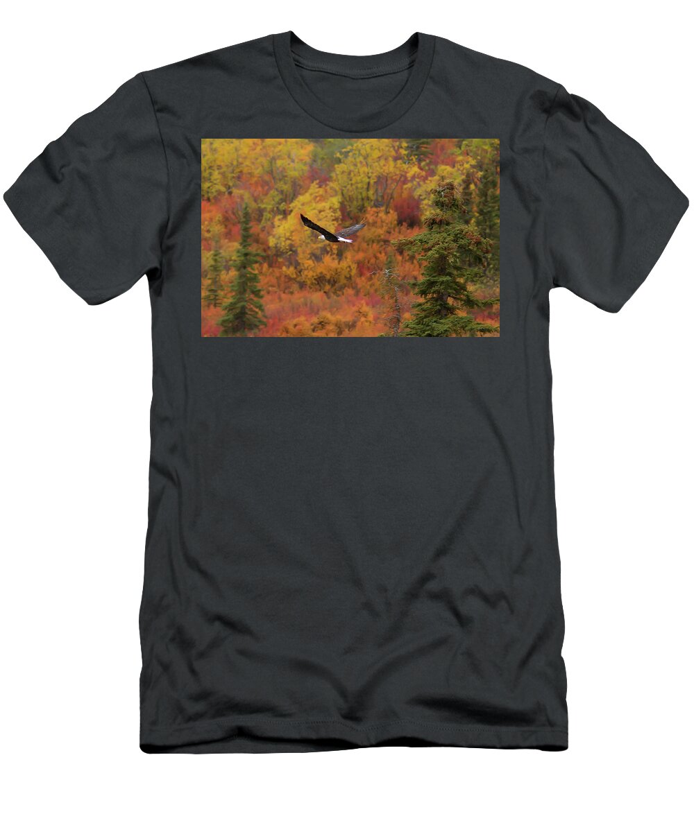 American Bald Eagle T-Shirt featuring the photograph Glide Path by Ed Boudreau