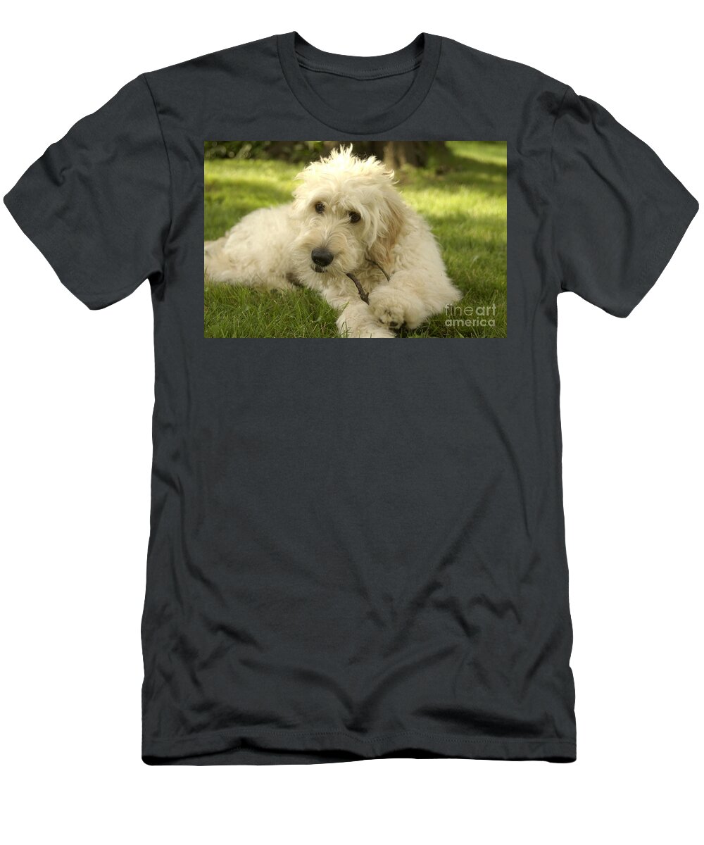 Dog T-Shirt featuring the photograph Goldendoodle Puppy and Stick by Anna Lisa Yoder