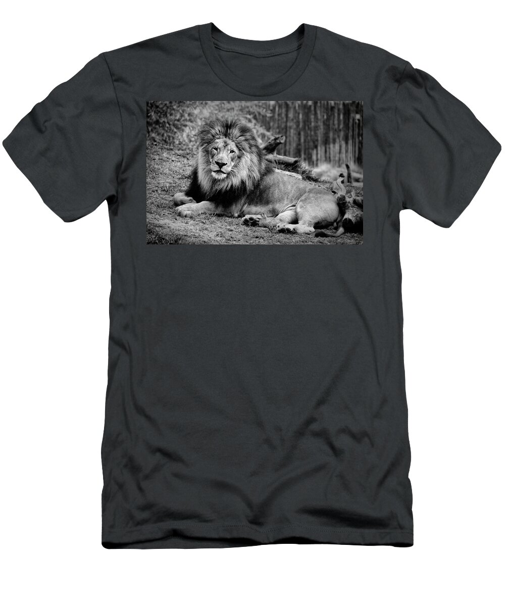 Lion T-Shirt featuring the photograph Gorgeous Male Lion San Diego CA by Lawrence Knutsson