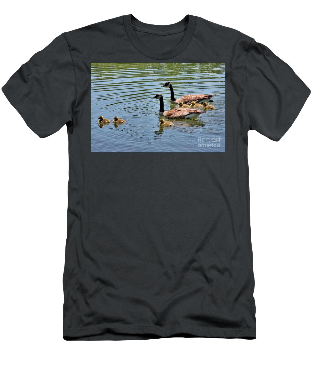 Branta Canadensis T-Shirt featuring the photograph Goslings Go for a Swim by Carol Groenen