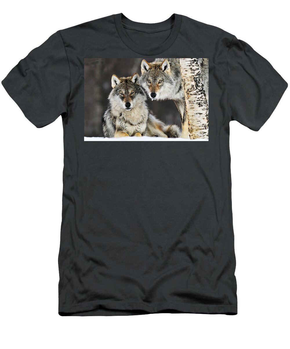 Mp T-Shirt featuring the photograph Gray Wolf Pair In The Snow by Jasper Doest