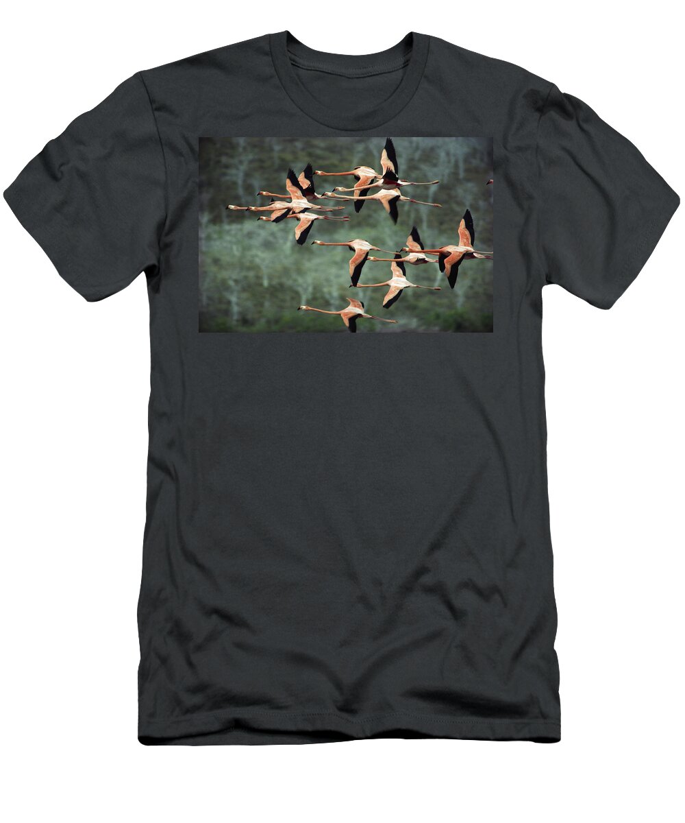 Mp T-Shirt featuring the photograph Greater Flamingo Phoenicopterus Ruber by Tui De Roy