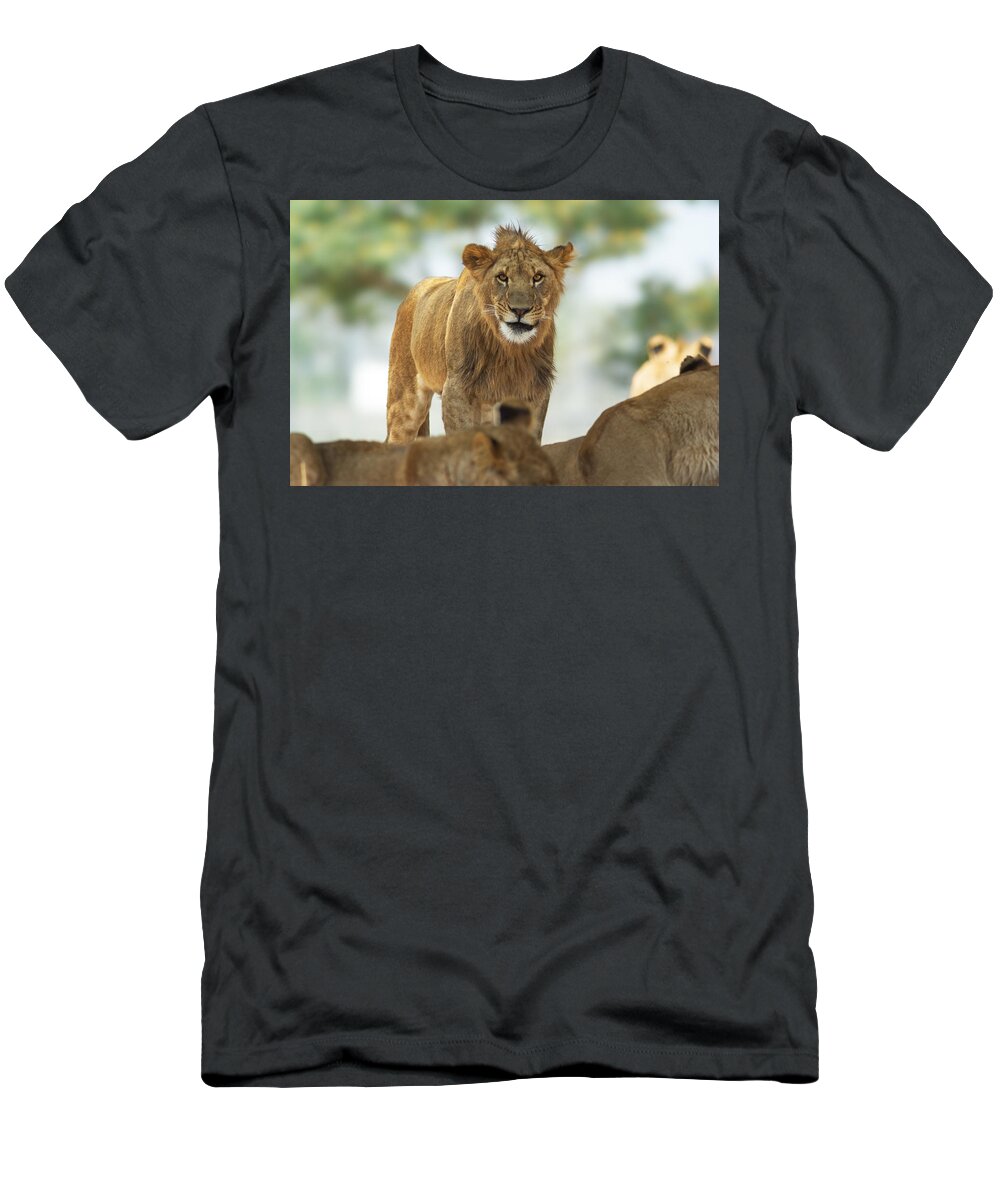 Lion T-Shirt featuring the photograph Greetings by Yuri Peress