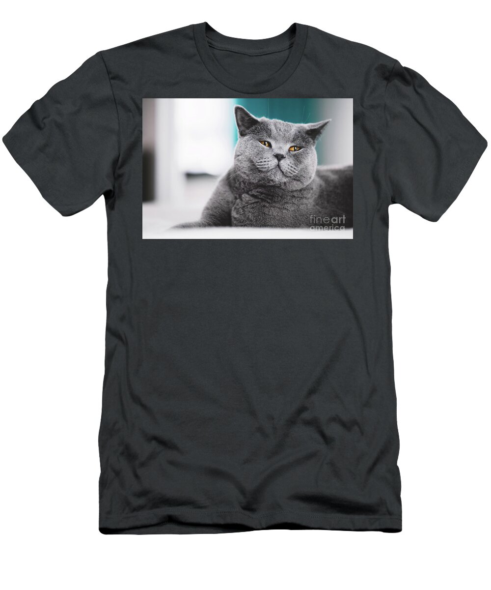 Pet T-Shirt featuring the photograph Grey cat laying on a bed. Funny face by Michal Bednarek