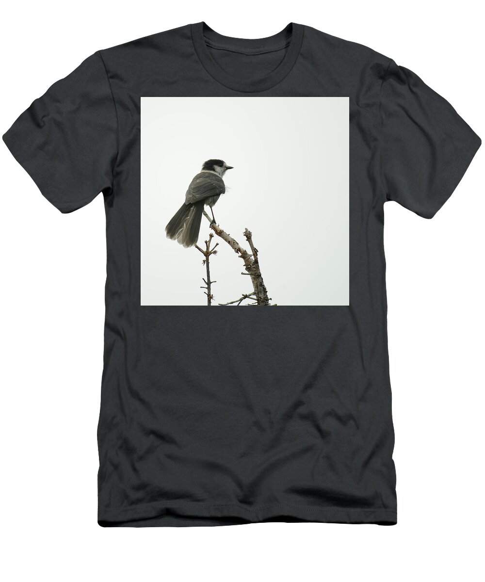 Bird T-Shirt featuring the photograph Grey Jay by Ronda Broatch