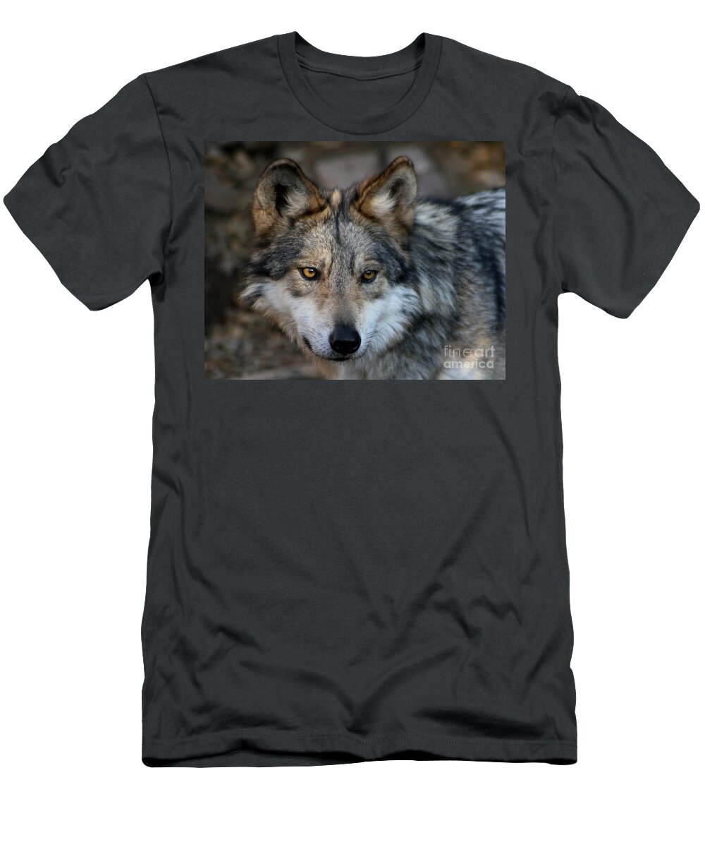 Grey Wolf T-Shirt featuring the photograph Grey Wolf by Paula Guttilla