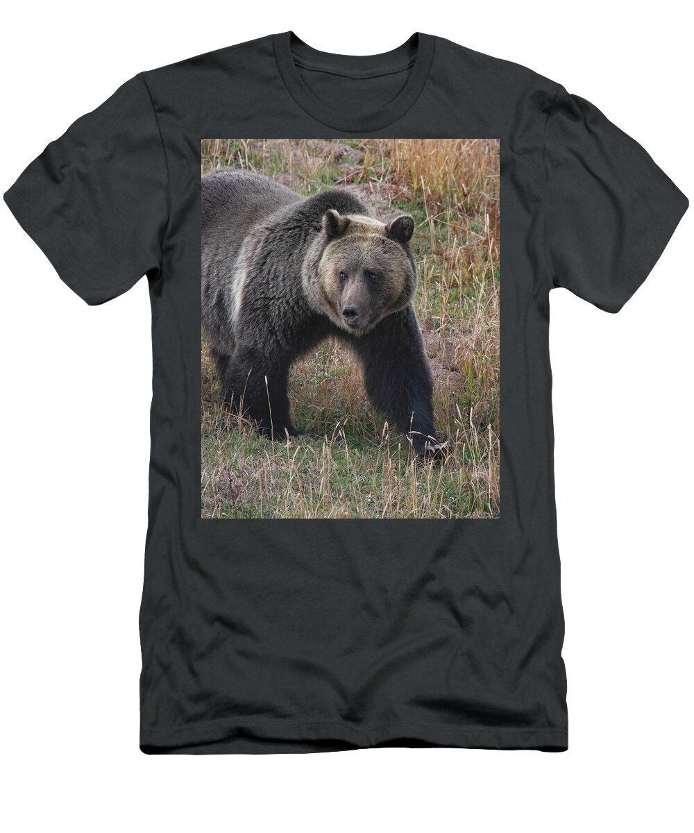 Mark Miller Photos. Grizzly T-Shirt featuring the photograph Grizzly Bear in Fall by Mark Miller