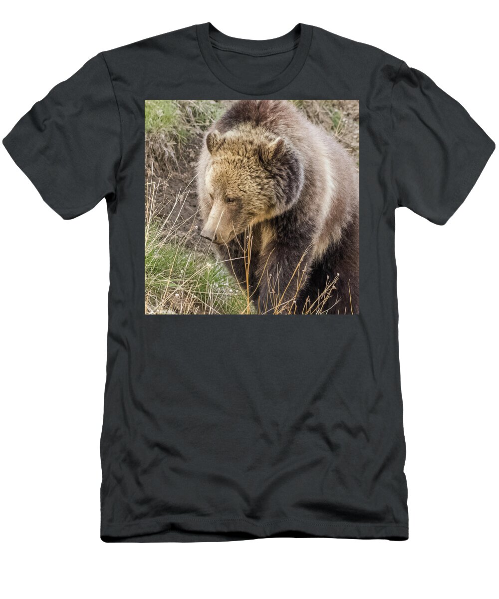 Raspberry T-Shirt featuring the photograph Grizzly Mama by Yeates Photography