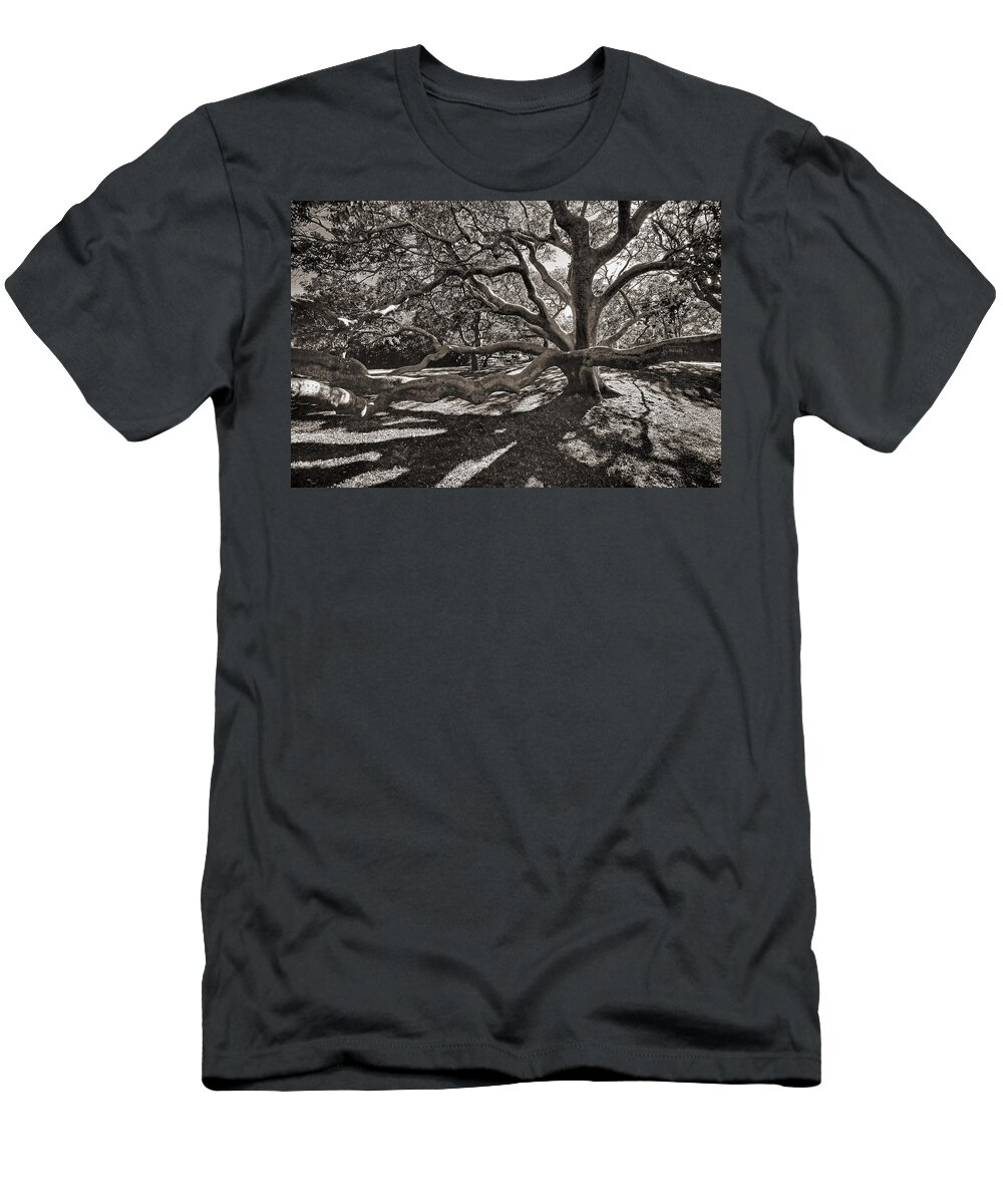 Trees T-Shirt featuring the photograph Gumbo Limbo by HH Photography of Florida