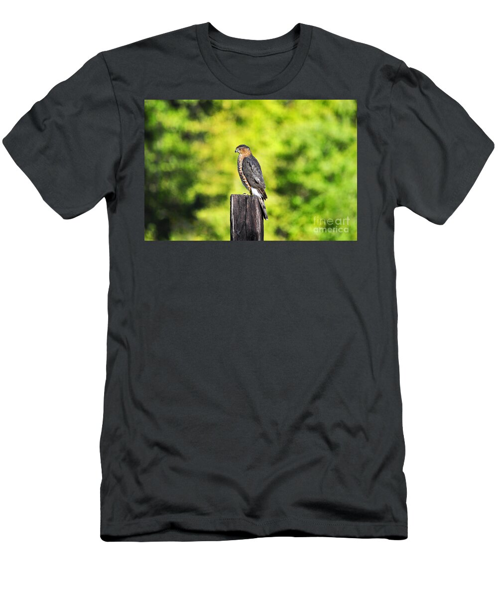 Hawk T-Shirt featuring the photograph Handsome Hawk by Al Powell Photography USA