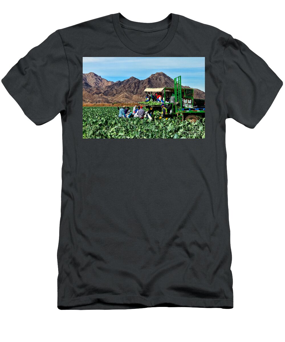 Healthy T-Shirt featuring the photograph Harvesting Broccoli by Robert Bales