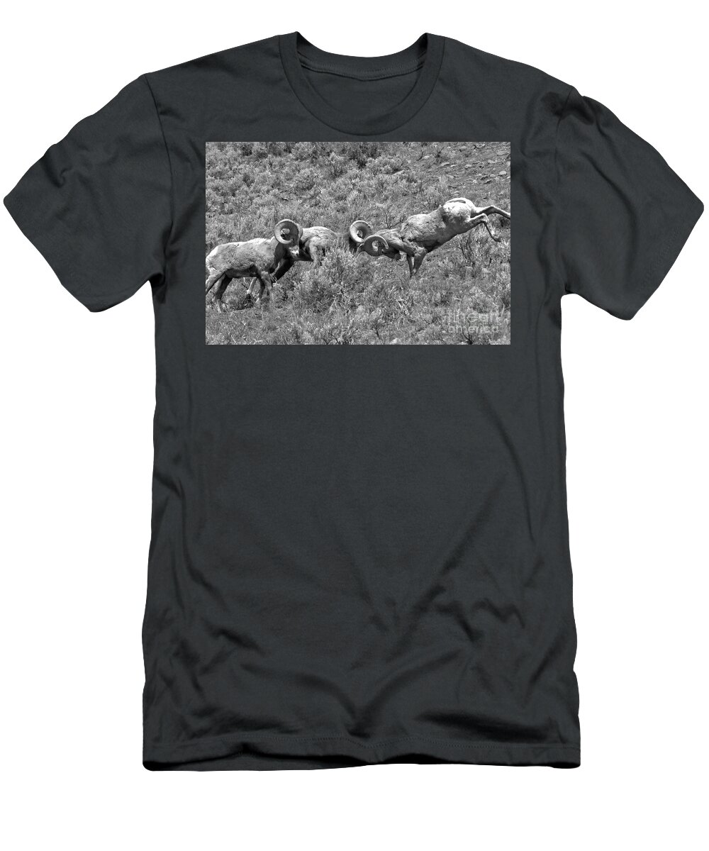 Bighorn T-Shirt featuring the photograph Head To Head At Yellowstone 2018 Black And White by Adam Jewell
