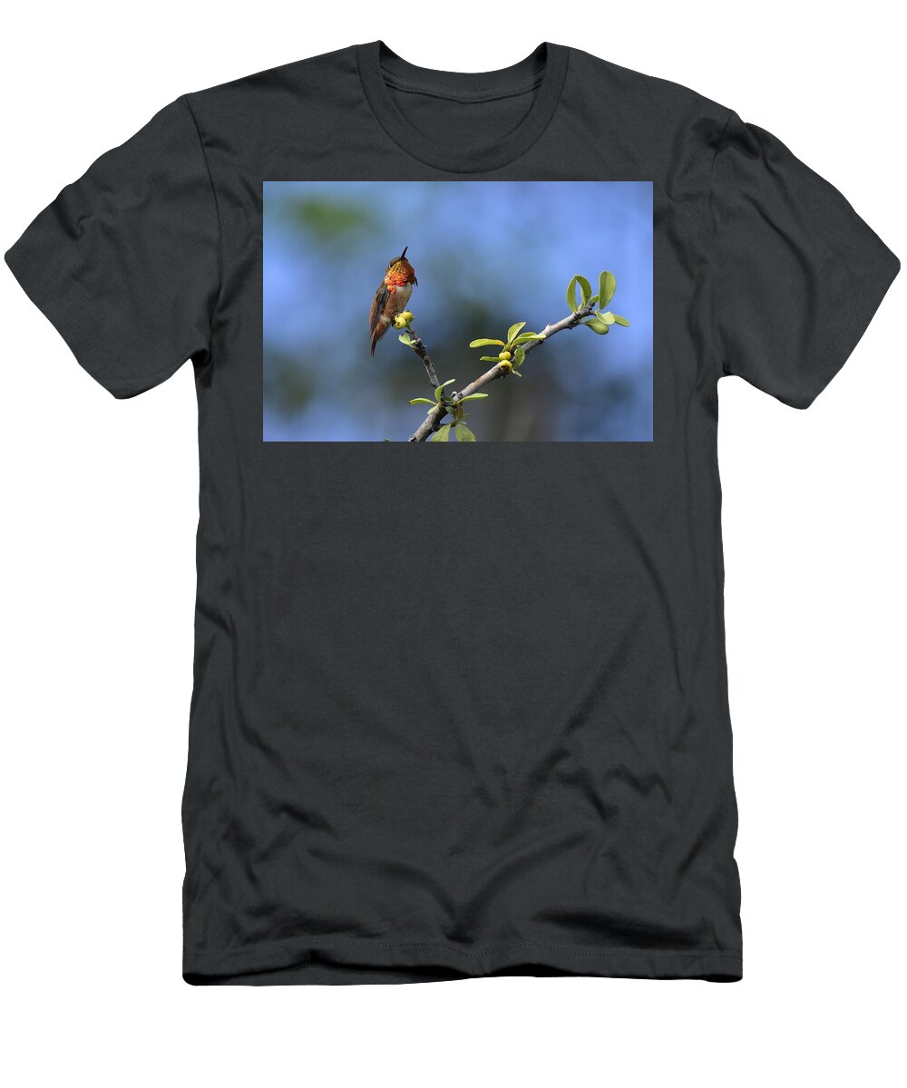 Linda Brody T-Shirt featuring the photograph Hummingbird Feeling Pretty 1 by Linda Brody