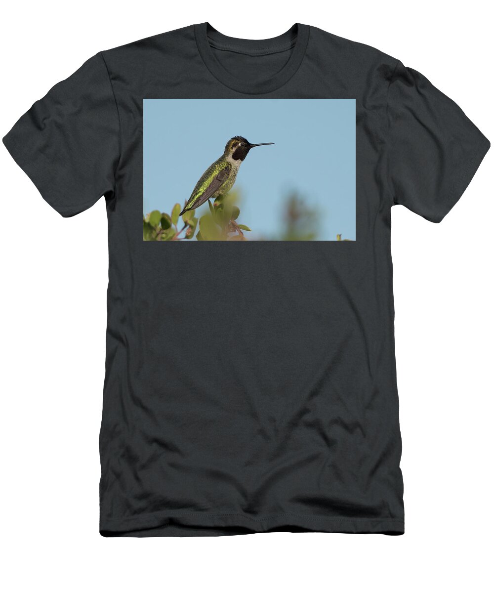 Bird T-Shirt featuring the photograph Hummingbird on Watch by Paul Johnson