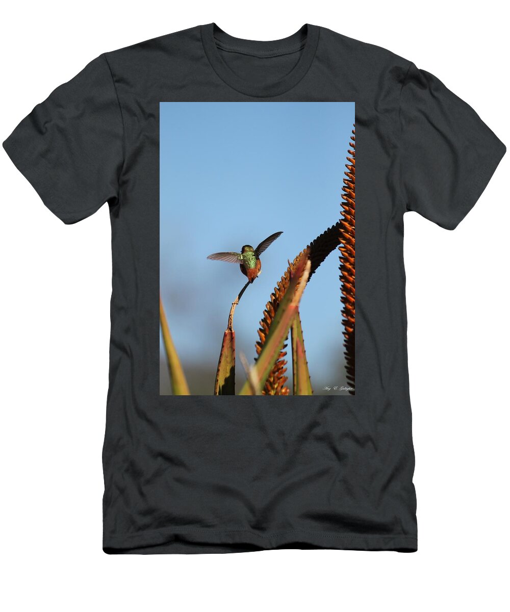 Hummingbird T-Shirt featuring the photograph Hummingbird Yoga by Amy Gallagher