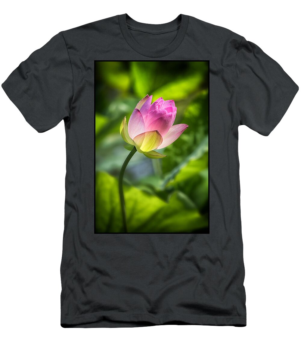 Lotus T-Shirt featuring the photograph Illuminated by Robert Fawcett