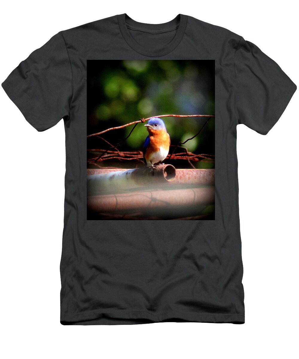 Eastern Bluebird T-Shirt featuring the photograph IMG_7740 - Eastern Bluebird by Travis Truelove