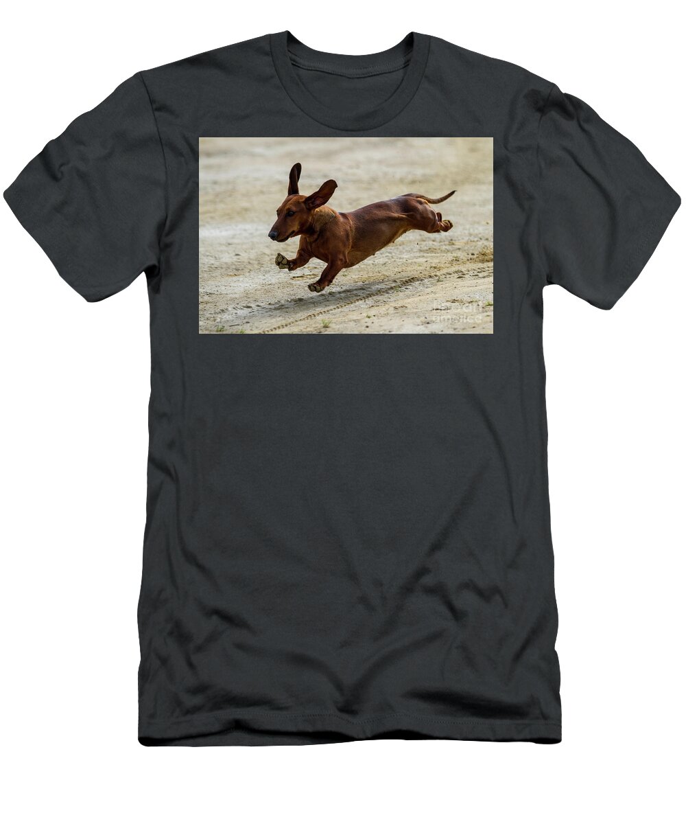 Dachshund T-Shirt featuring the photograph Its not a Sausage its a Dog by Heiko Koehrer-Wagner