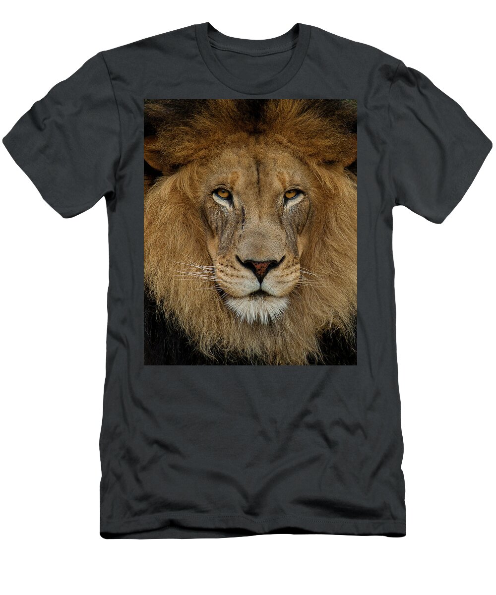 Lion T-Shirt featuring the photograph Izu's Stare by American Landscapes