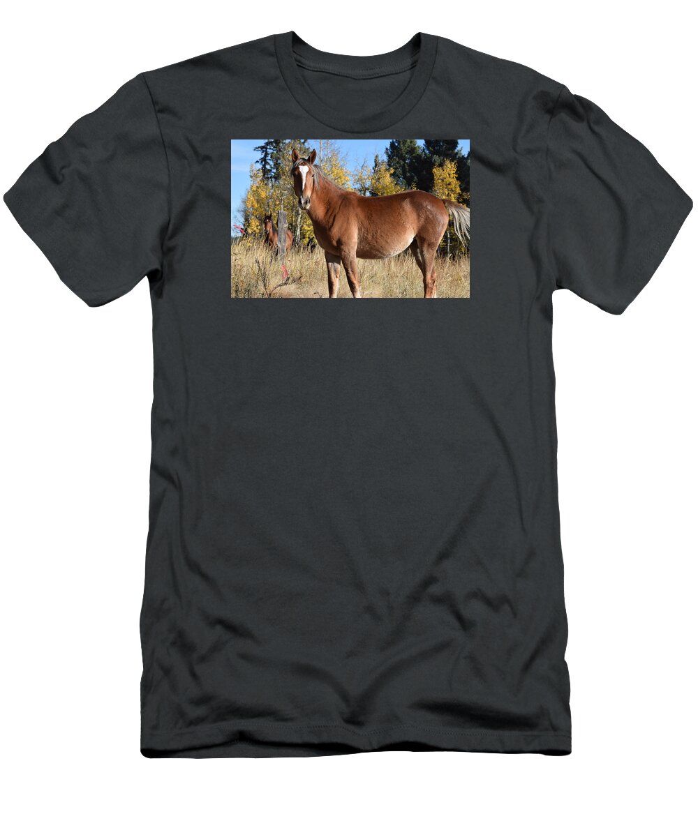 Animal T-Shirt featuring the photograph Horse CR 511 Divide CO by Margarethe Binkley