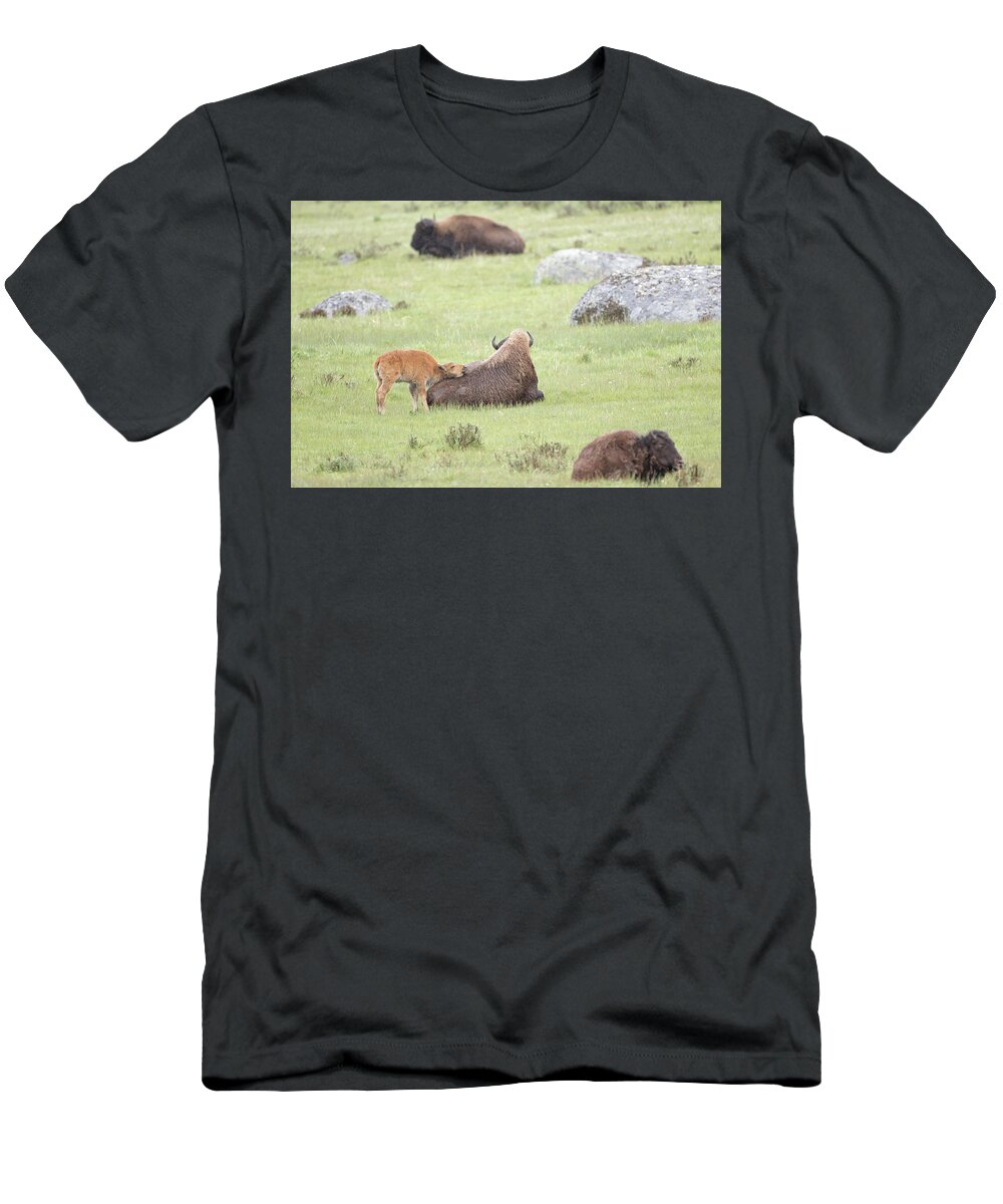 Bison T-Shirt featuring the photograph Just Resting My Eyes by Eilish Palmer