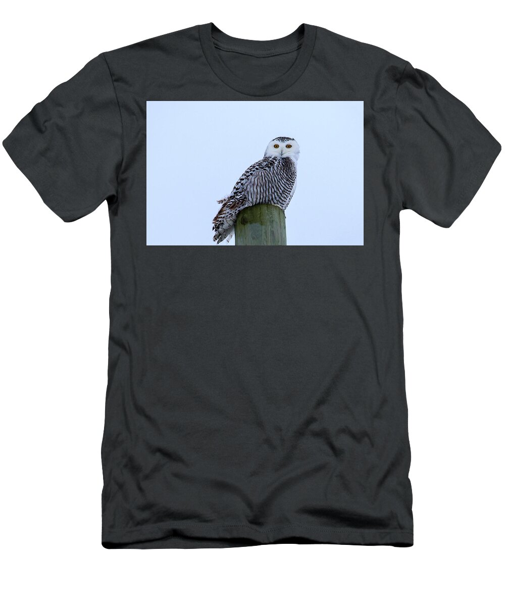 Rural T-Shirt featuring the photograph Juvenile Snowy Owl by Gary Hall