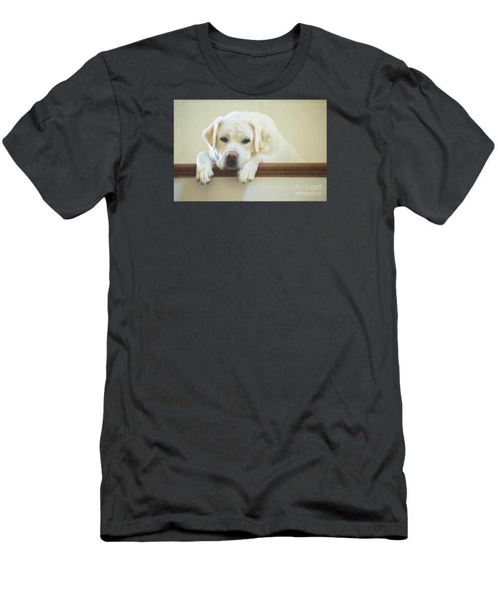 Dog T-Shirt featuring the photograph Labrador Retriever on the Stairs by Diane Diederich