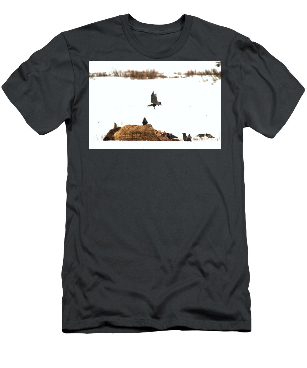 Bison T-Shirt featuring the photograph Landing On The Bison Carcass by Adam Jewell