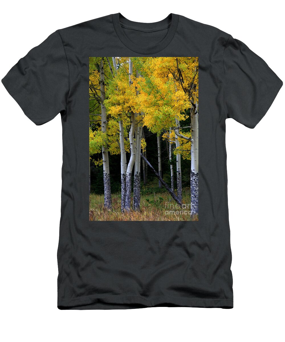 Aspens T-Shirt featuring the photograph Leaning Aspen by Timothy Johnson