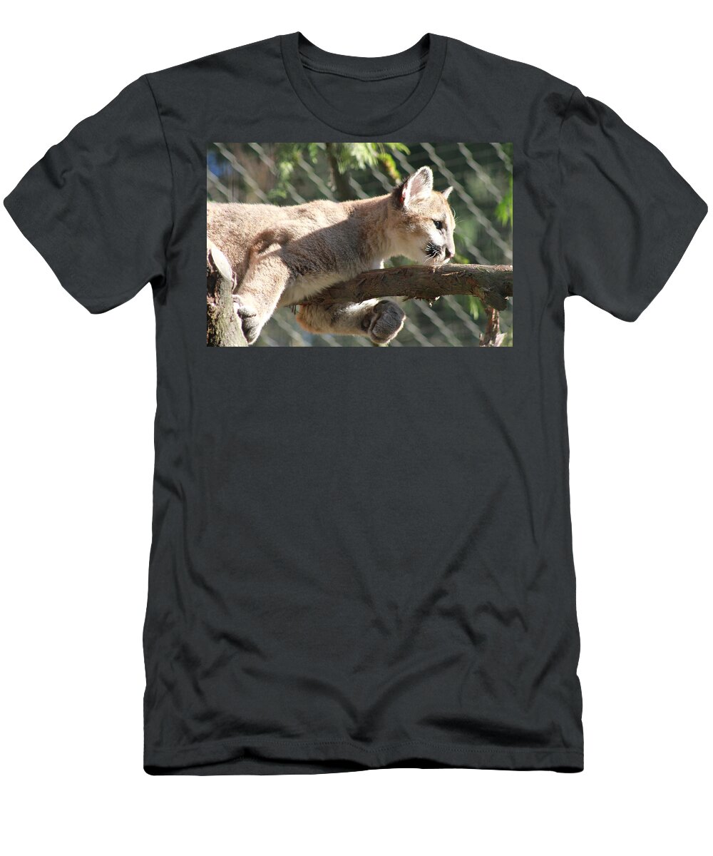 Palus T-Shirt featuring the photograph Lion around by Laddie Halupa
