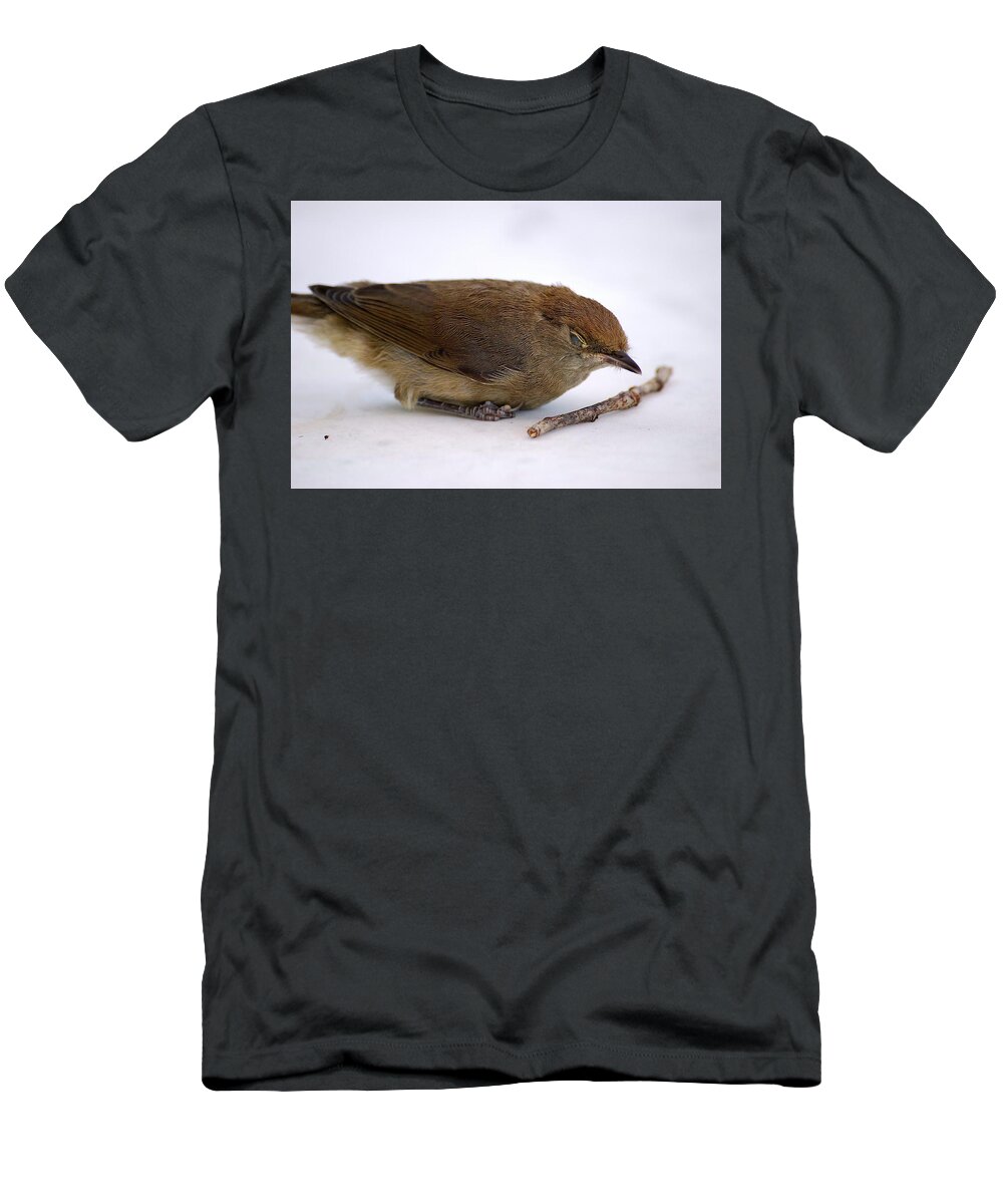 Bird T-Shirt featuring the photograph Little bird by Pierre Dijk