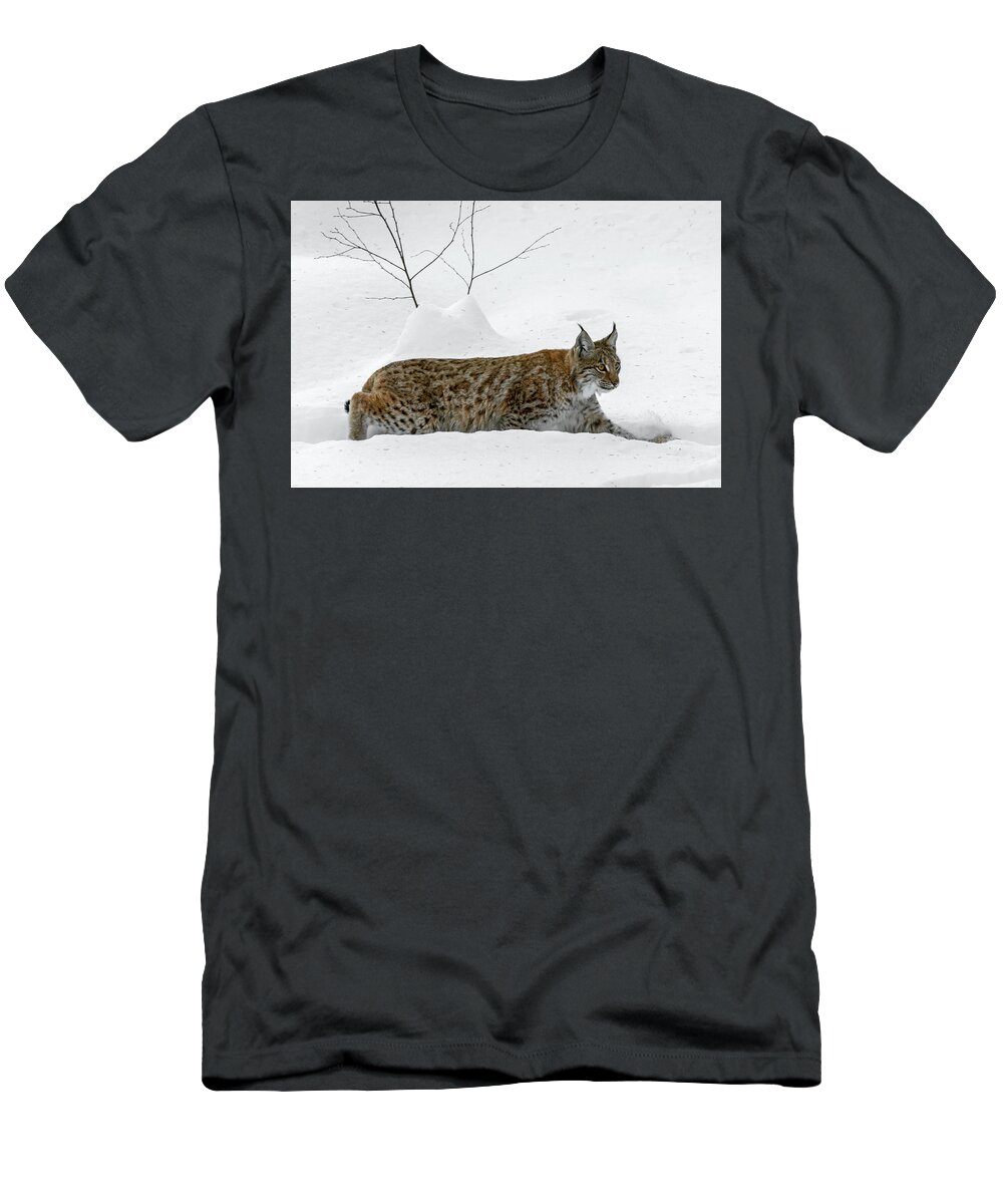 Eurasian Lynx T-Shirt featuring the photograph Lynx Hunting in the Snow by Arterra Picture Library