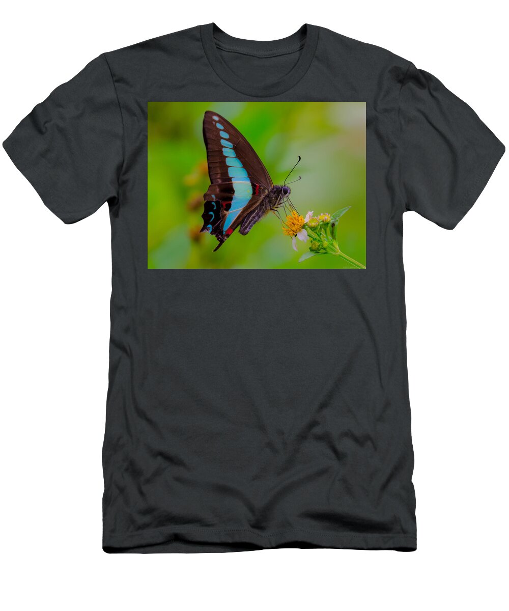 Blue Triangle T-Shirt featuring the photograph Macro Blue Triangle Butterfly on Okuma by Jeff at JSJ Photography