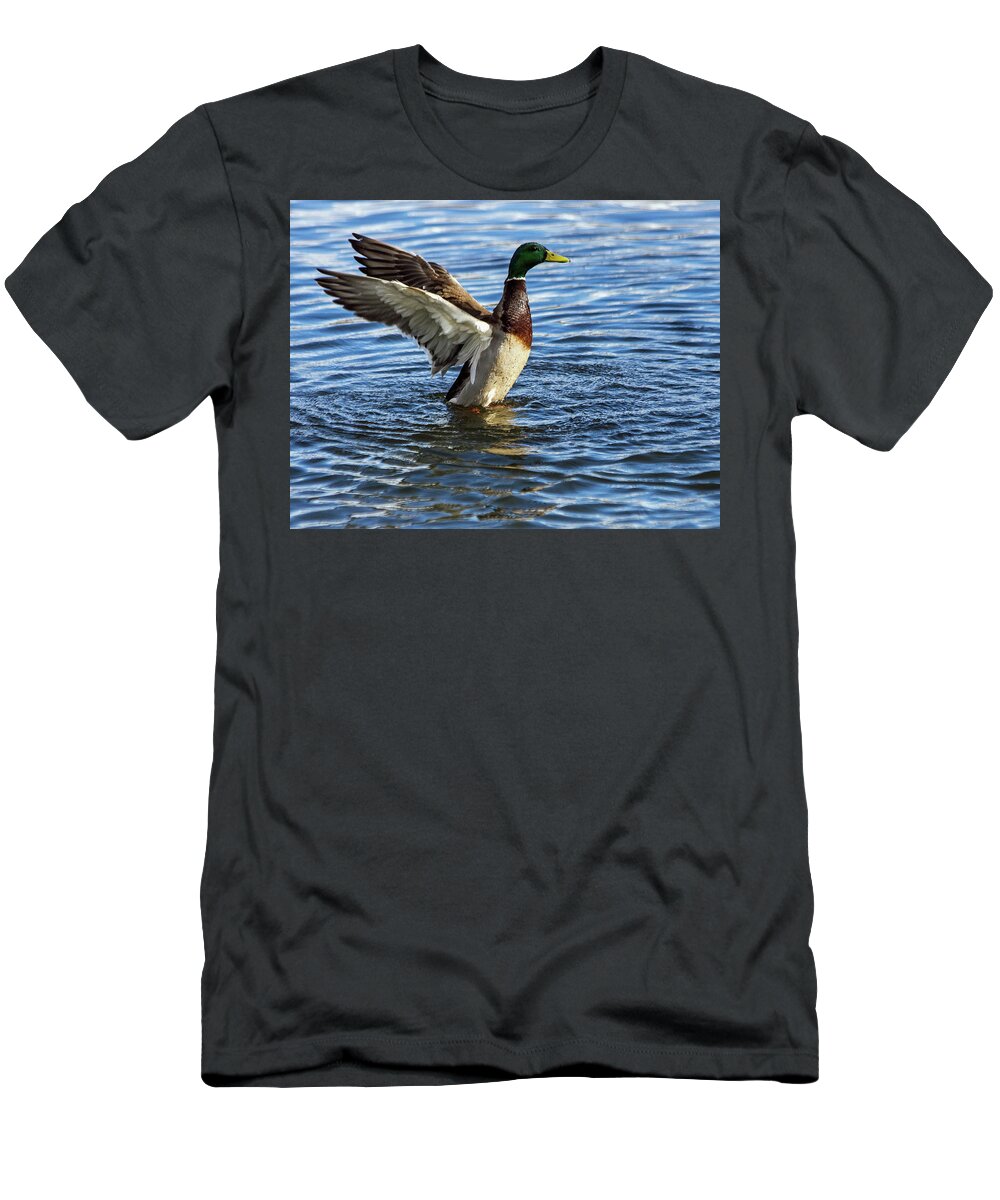 Bird T-Shirt featuring the photograph Male Mallard by Jeff Townsend