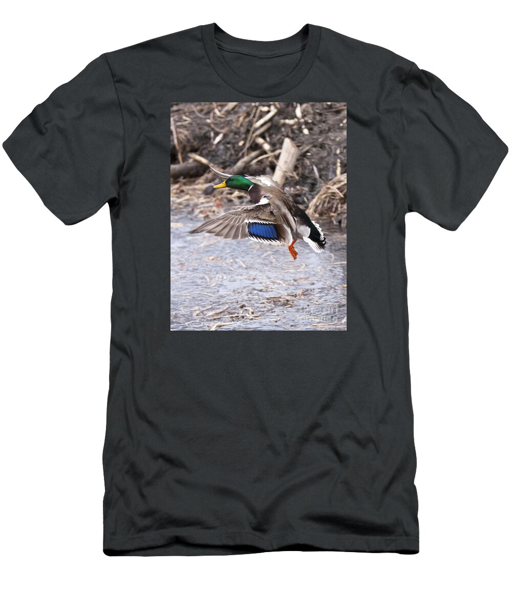 Duck T-Shirt featuring the photograph Mallard Flight by Douglas Kikendall