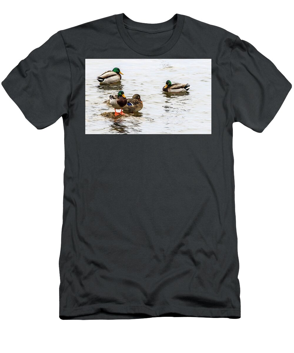 Mallard Ducks T-Shirt featuring the photograph Mallards In The Shallows by Ray Congrove