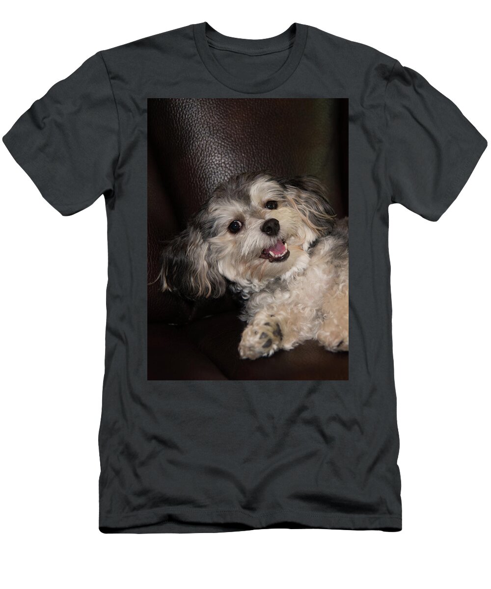 Puppy T-Shirt featuring the photograph Maltipoo Laying on the Couch by Artful Imagery