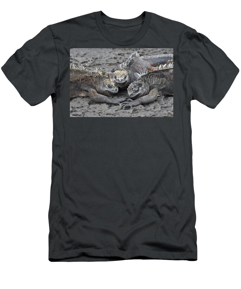 Iguana T-Shirt featuring the photograph Marine Iguana Rendevous by Ben Foster