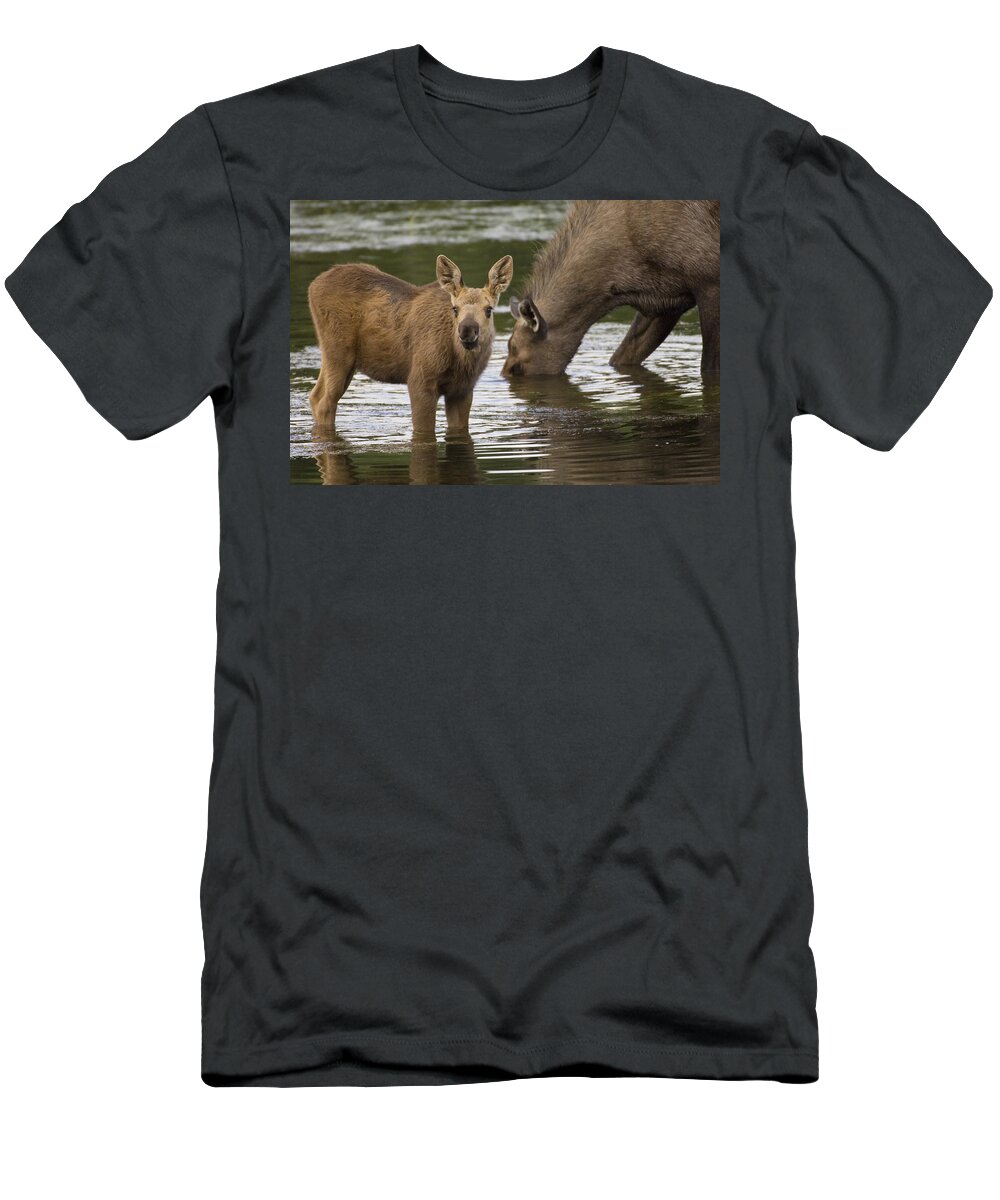 Mp T-Shirt featuring the photograph Moose Alces Americanus Mother And Calf by Michael Quinton