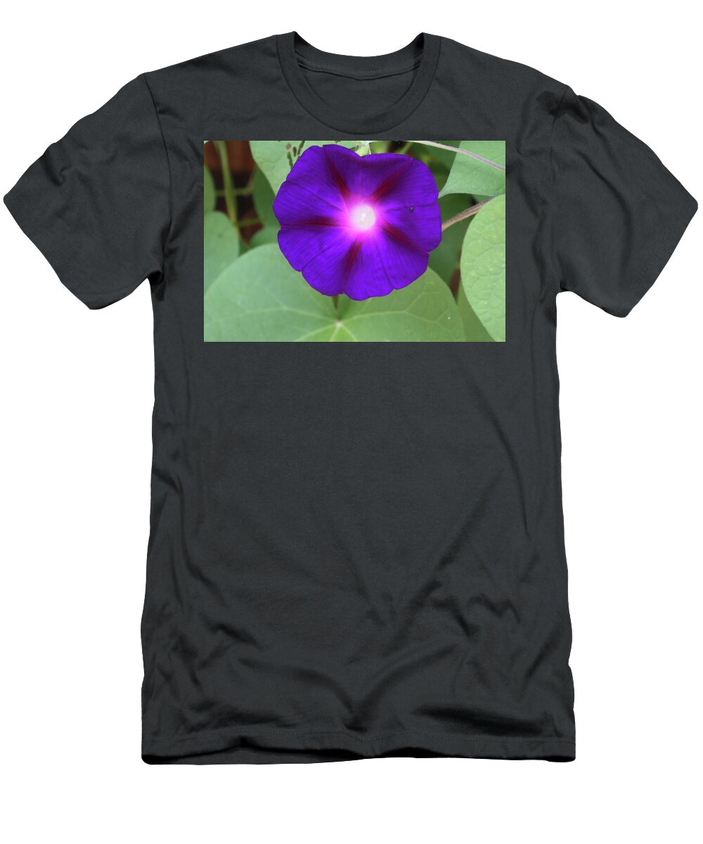Morning Glory T-Shirt featuring the photograph Morning Glory by Brian C Kane