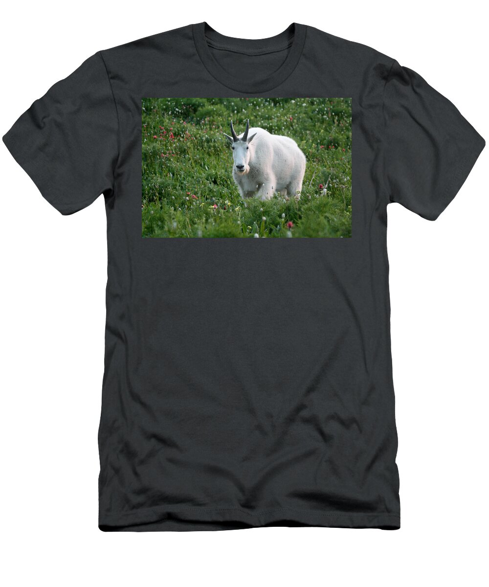 Mountain Goat T-Shirt featuring the photograph Mountain Goat and Wildflowers by Brett Pelletier