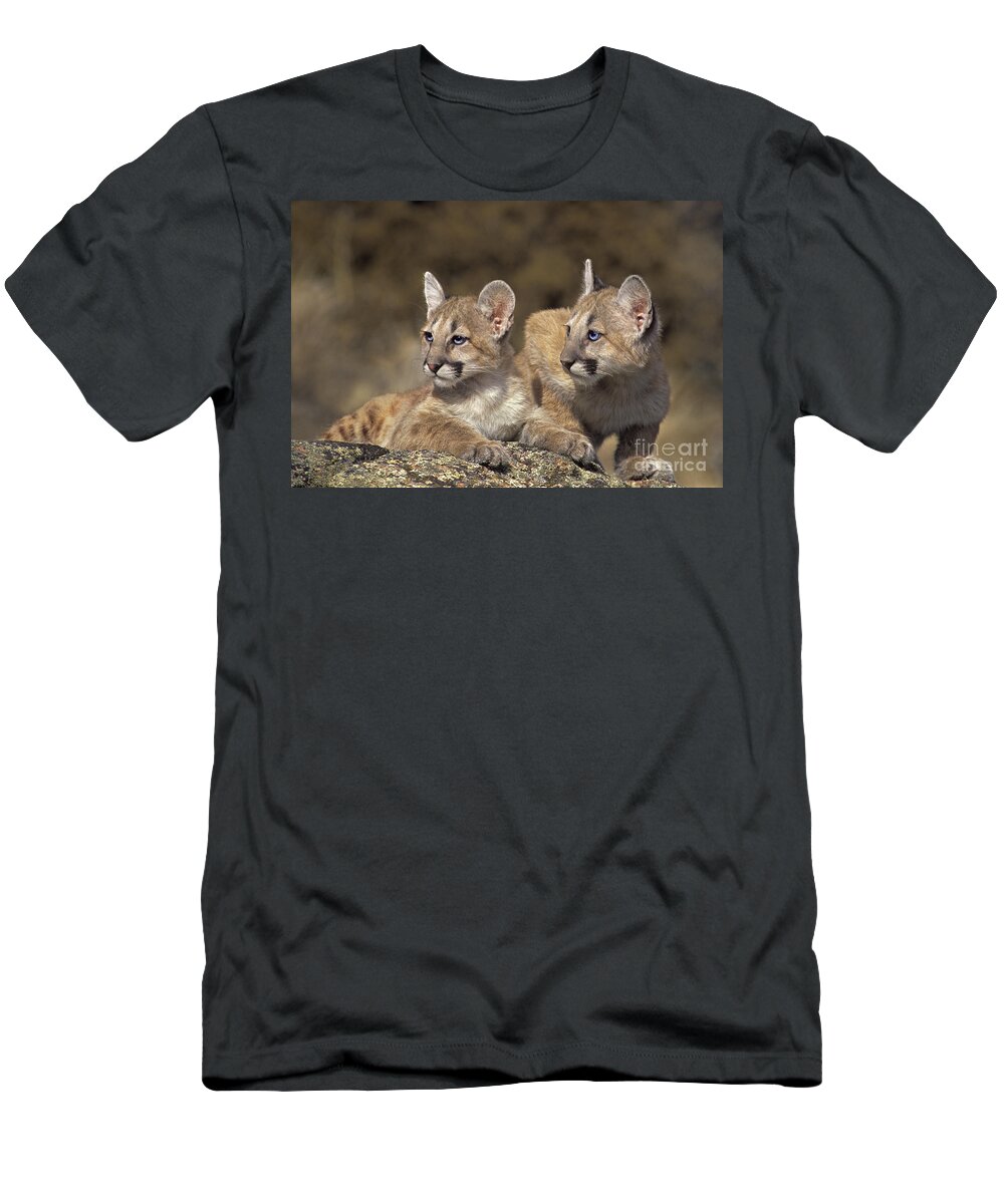 Mountain Lion T-Shirt featuring the photograph Mountain Lion Cubs on Rock Outcrop by Dave Welling